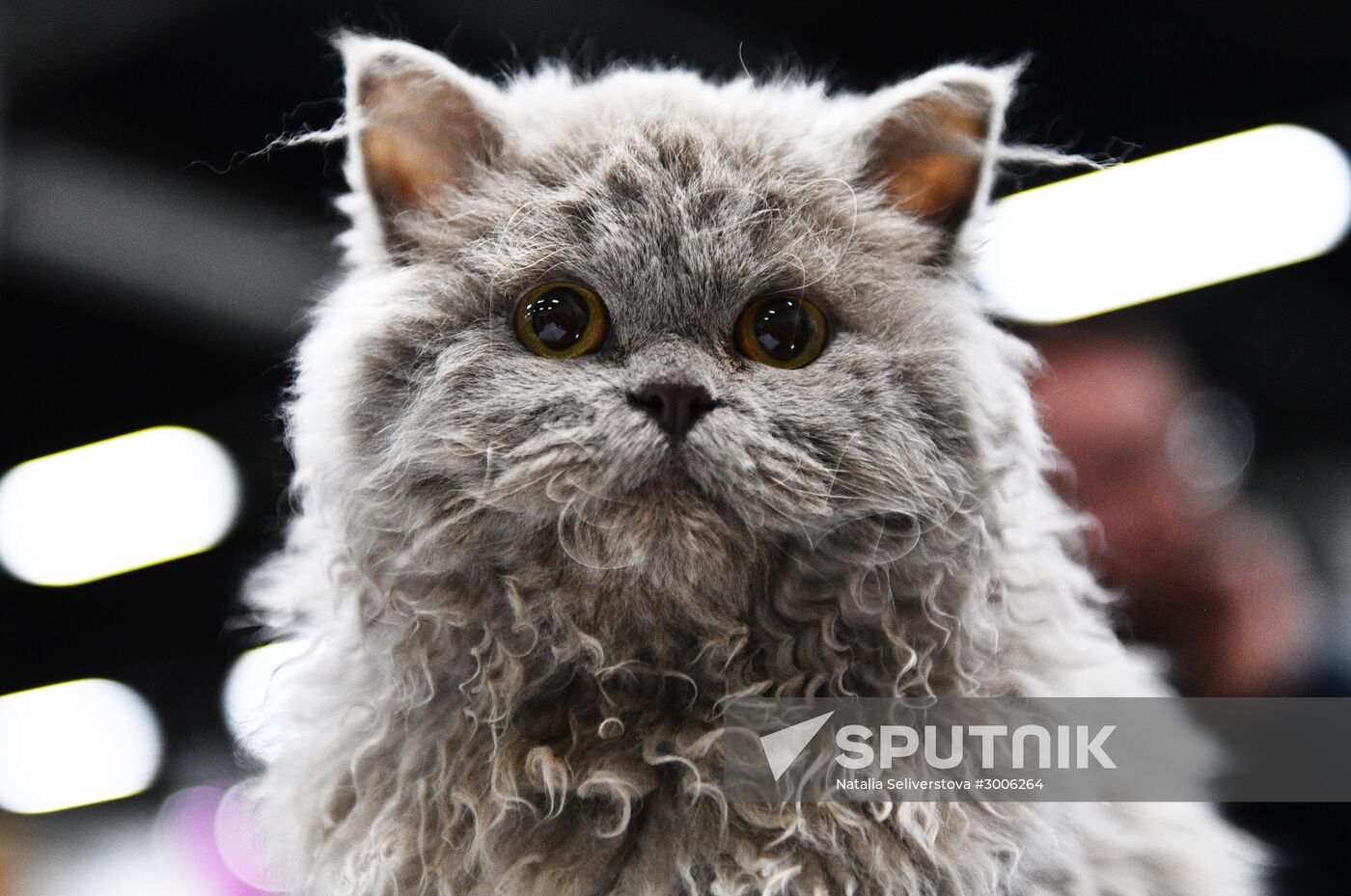 KoShariki Cat Show and kitten sale in Moscow