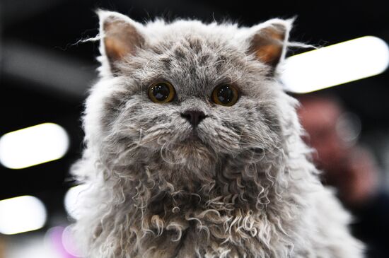 KoShariki Cat Show and kitten sale in Moscow