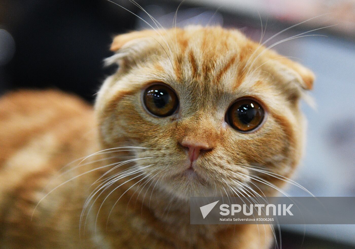 KoShariki Cat Show and kitten sale in Moscow