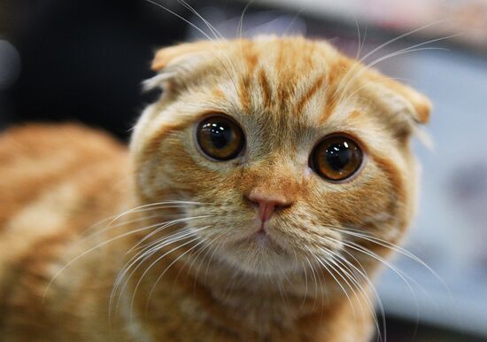 KoShariki Cat Show and kitten sale in Moscow