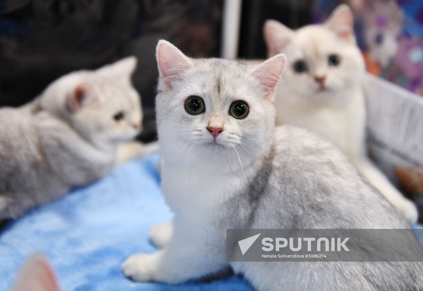 KoShariki Cat Show and kitten sale in Moscow
