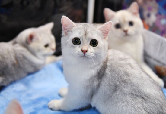 KoShariki Cat Show and kitten sale in Moscow