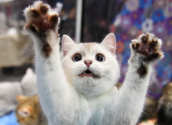 KoShariki Cat Show and kitten sale in Moscow