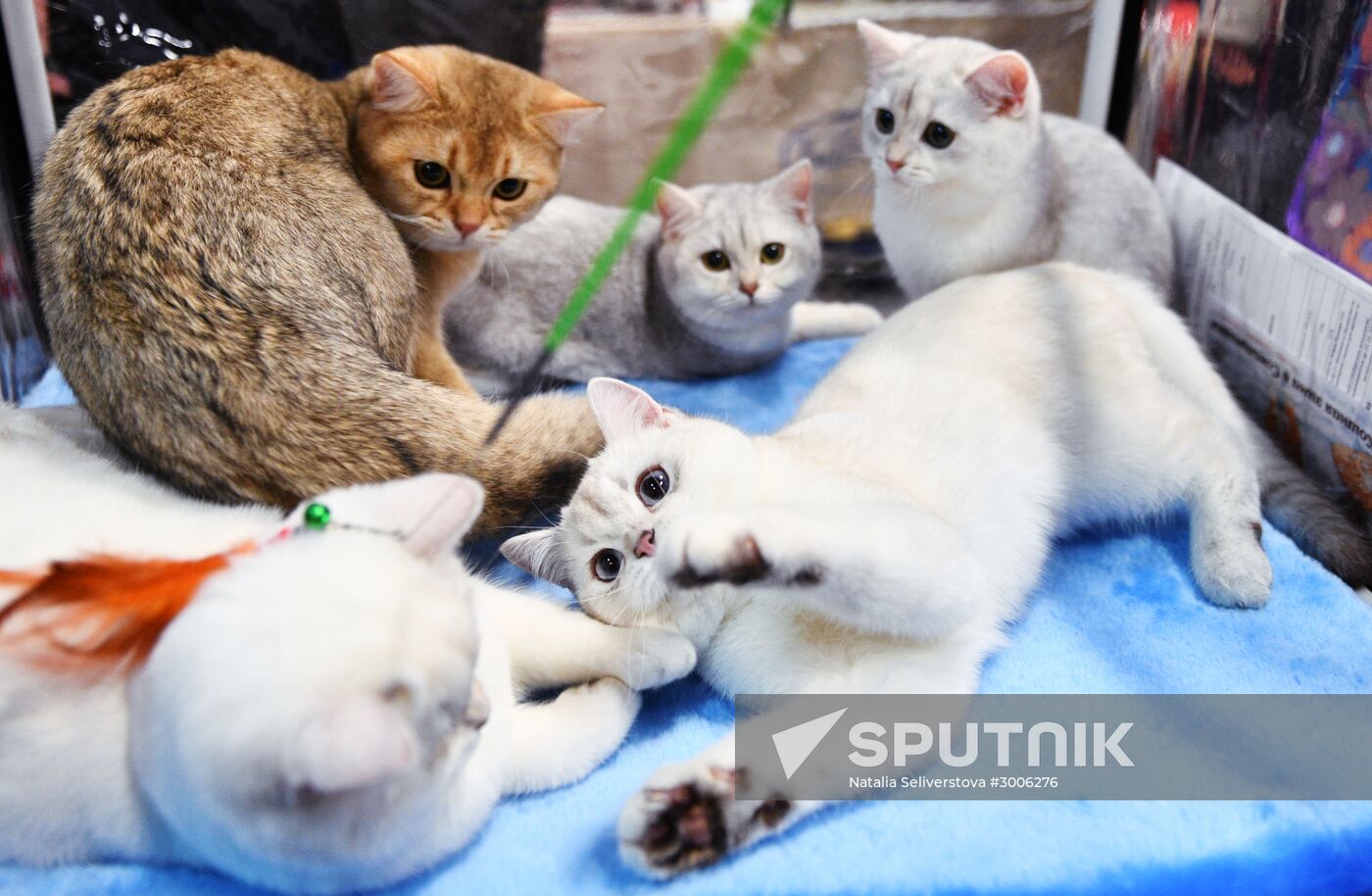 KoShariki Cat Show and kitten sale in Moscow