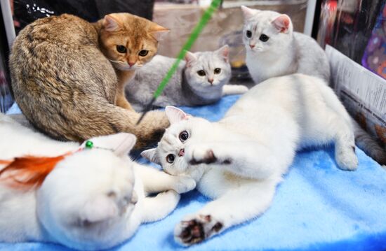 KoShariki Cat Show and kitten sale in Moscow