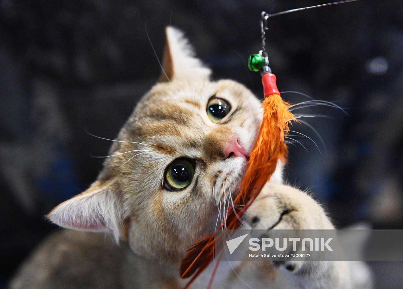 KoShariki Cat Show and kitten sale in Moscow