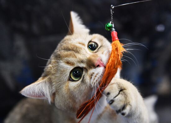 KoShariki Cat Show and kitten sale in Moscow