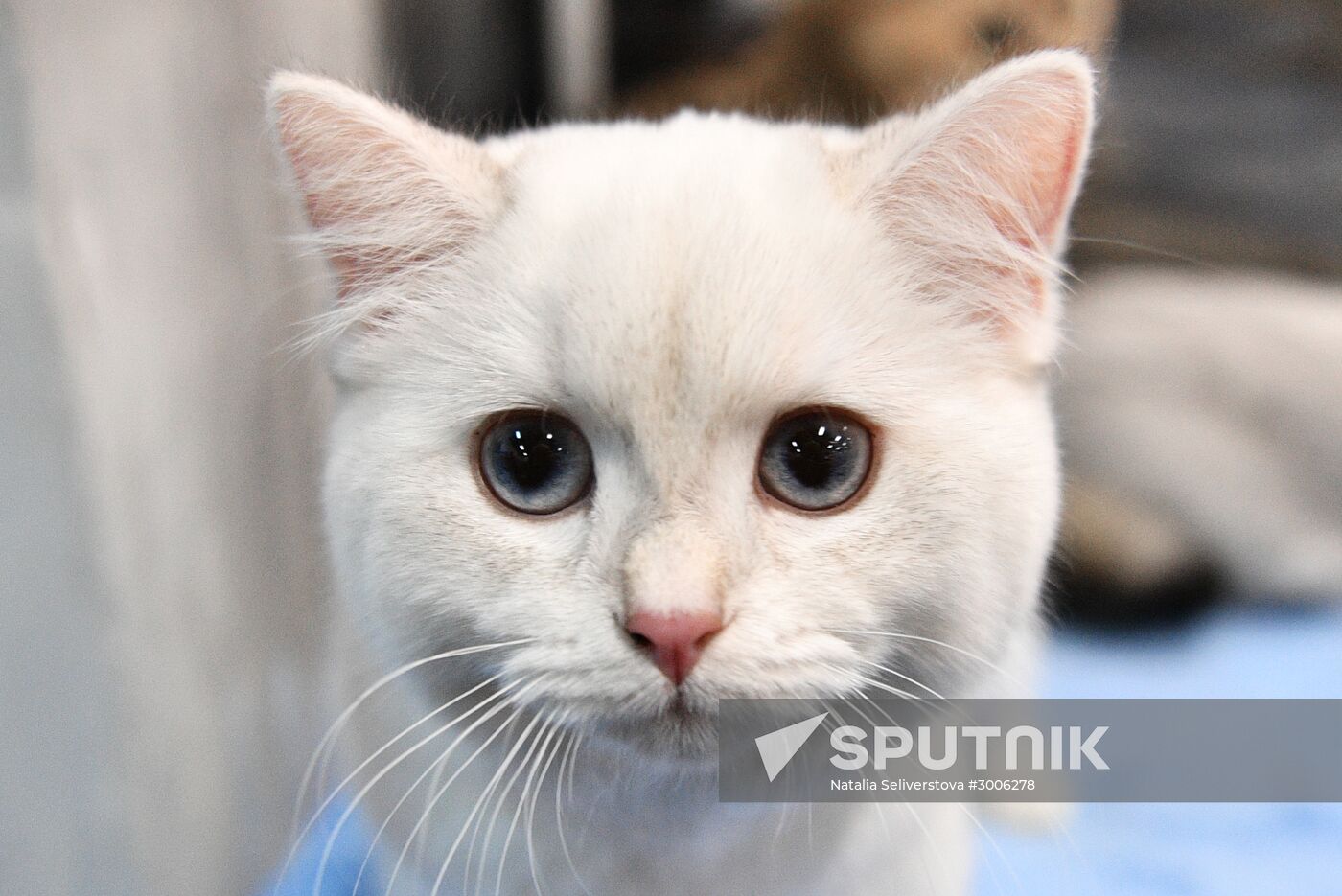 KoShariki Cat Show and kitten sale in Moscow