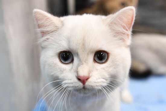 KoShariki Cat Show and kitten sale in Moscow