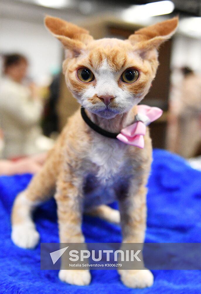 KoShariki Cat Show and kitten sale in Moscow