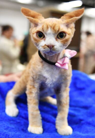 KoShariki Cat Show and kitten sale in Moscow