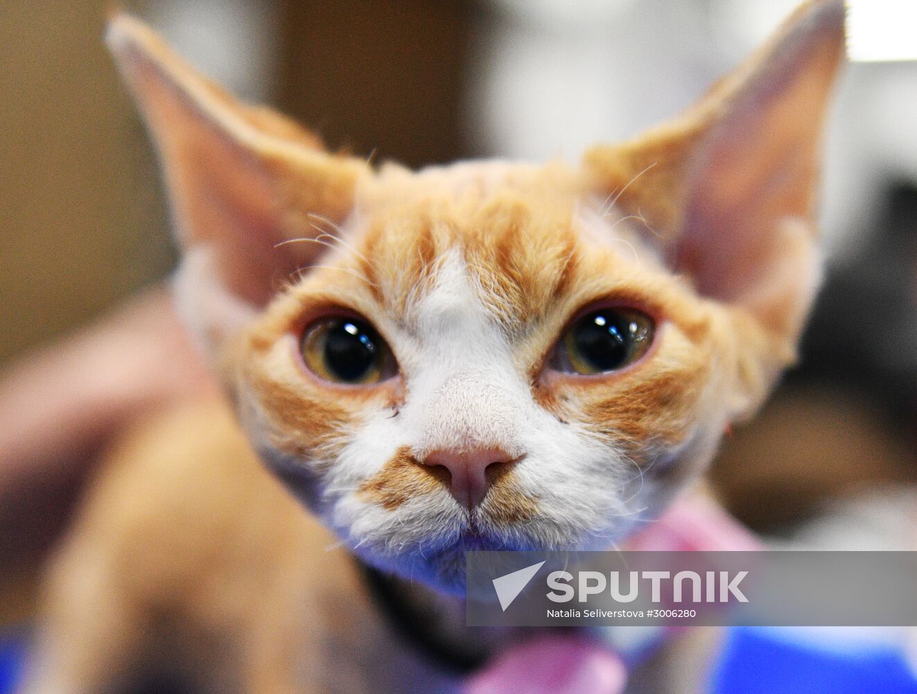 KoShariki Cat Show and kitten sale in Moscow