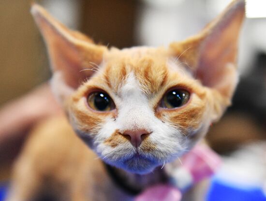 KoShariki Cat Show and kitten sale in Moscow