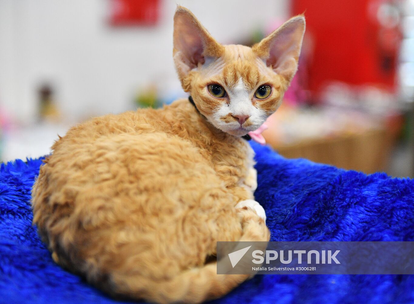 KoShariki Cat Show and kitten sale in Moscow