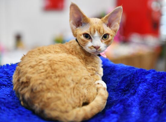 KoShariki Cat Show and kitten sale in Moscow