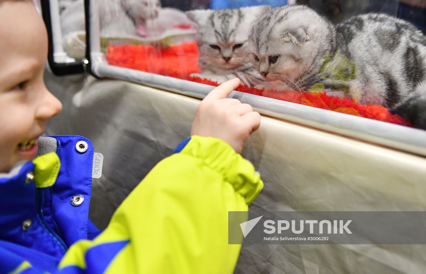 KoShariki Cat Show and kitten sale in Moscow