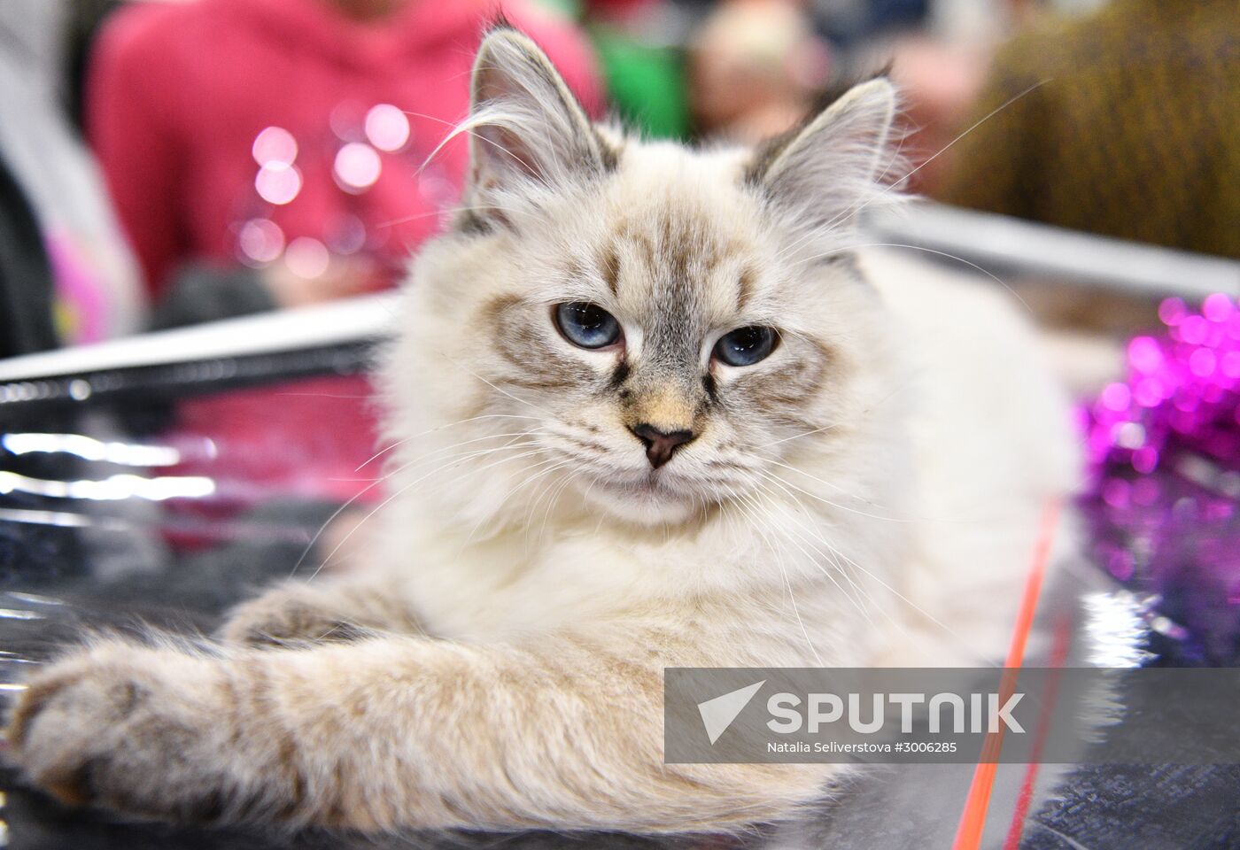 KoShariki Cat Show and kitten sale in Moscow