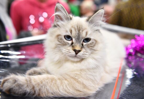 KoShariki Cat Show and kitten sale in Moscow