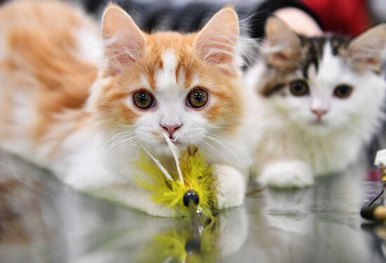 KoShariki Cat Show and kitten sale in Moscow