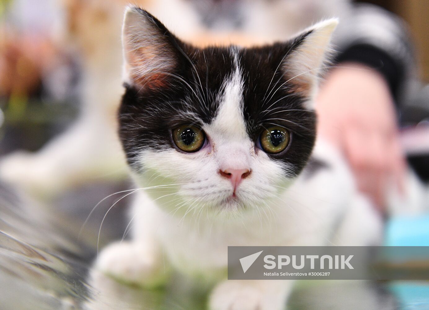 KoShariki Cat Show and kitten sale in Moscow