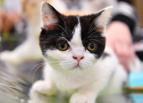 KoShariki Cat Show and kitten sale in Moscow