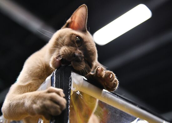 KoShariki Cat Show and kitten sale in Moscow
