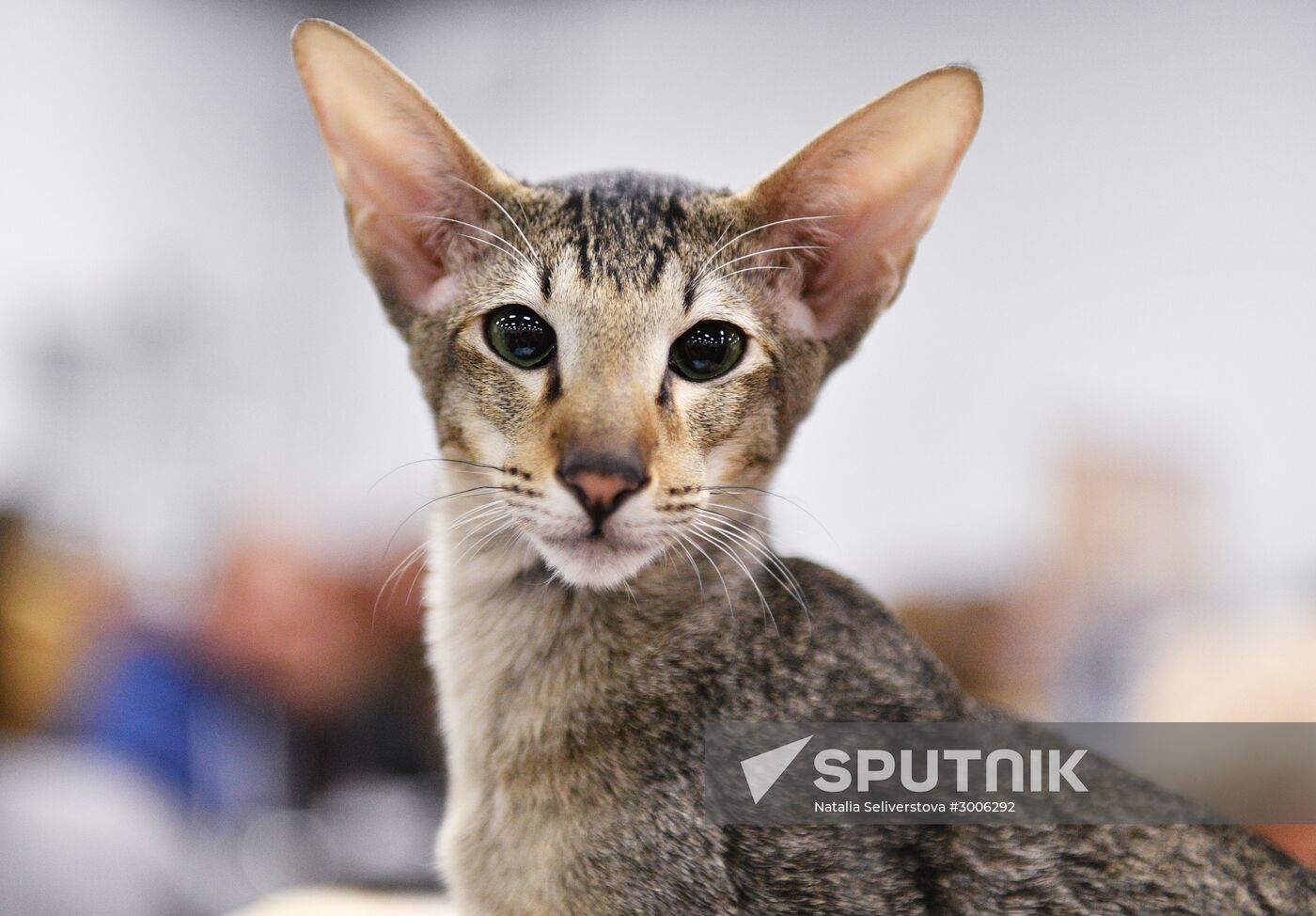 KoShariki Cat Show and kitten sale in Moscow