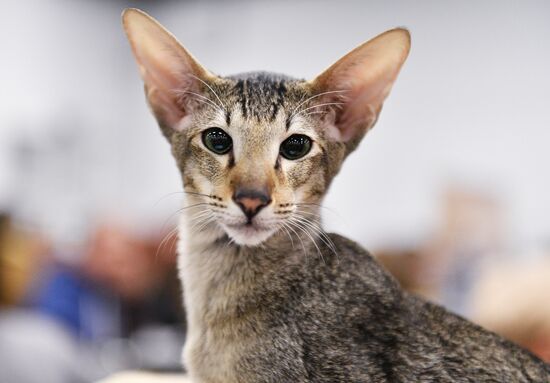KoShariki Cat Show and kitten sale in Moscow
