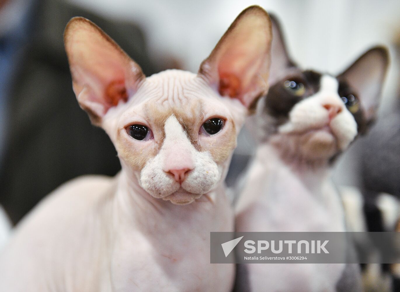 KoShariki Cat Show and kitten sale in Moscow