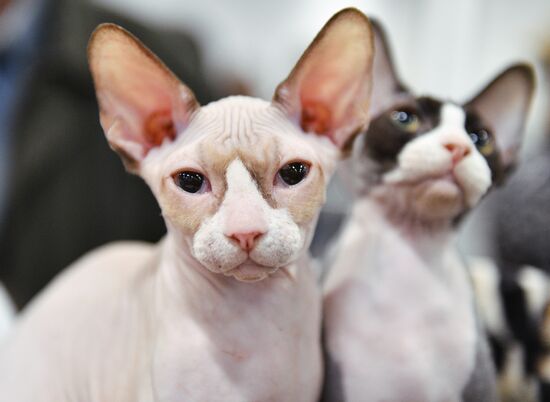 KoShariki Cat Show and kitten sale in Moscow