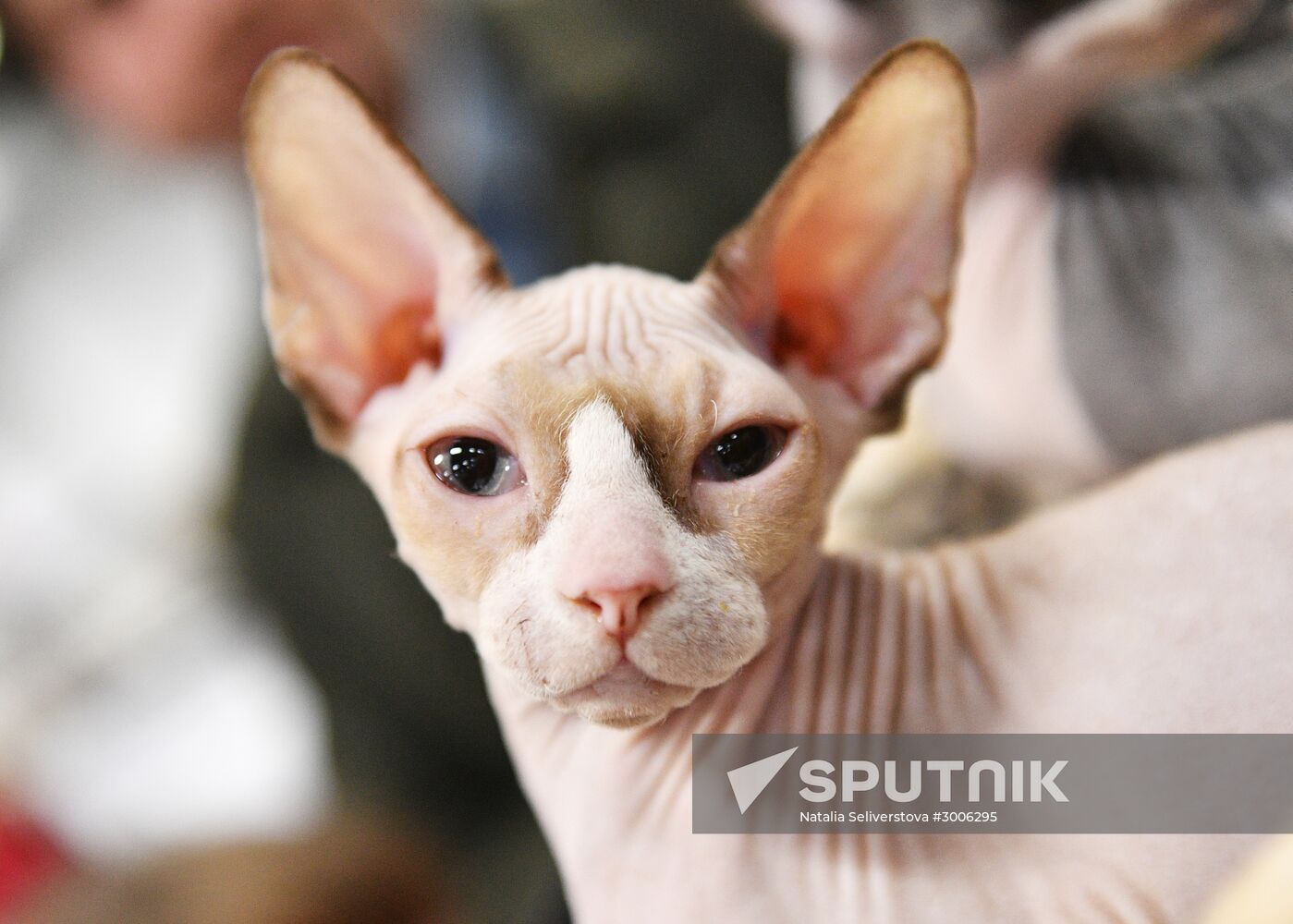 KoShariki Cat Show and kitten sale in Moscow