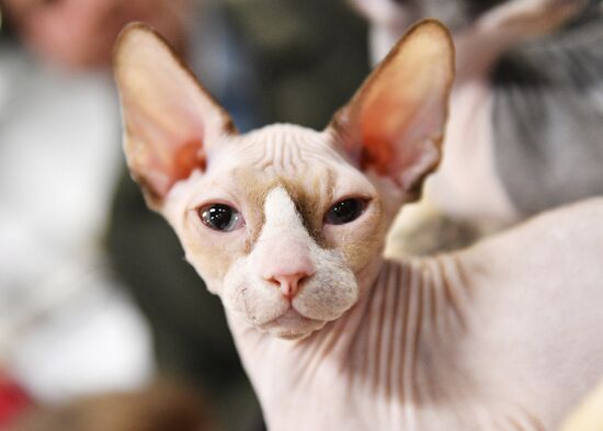 KoShariki Cat Show and kitten sale in Moscow