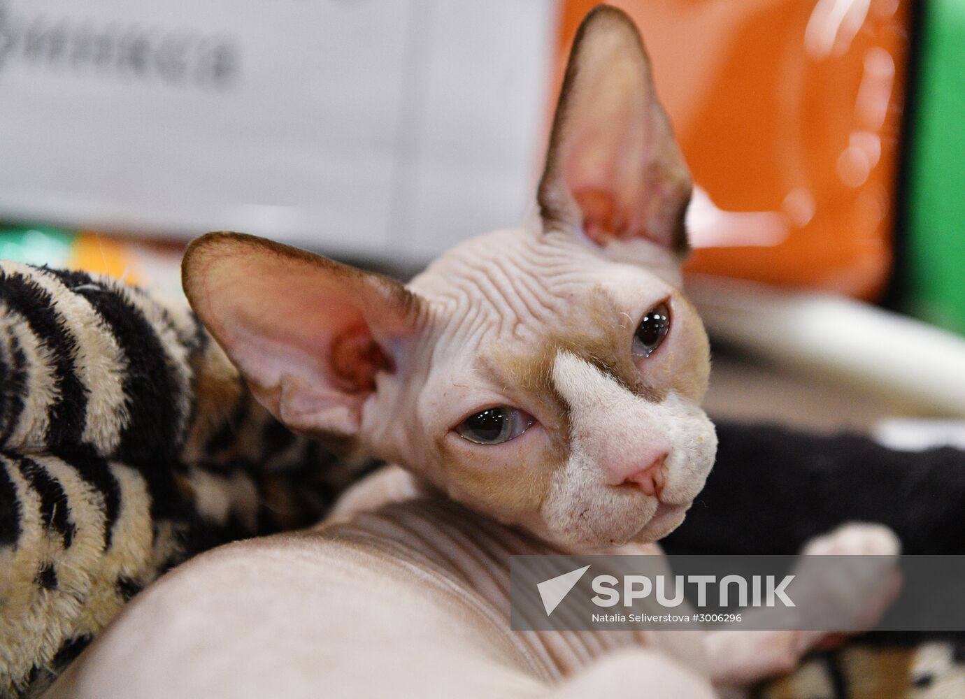 KoShariki Cat Show and kitten sale in Moscow