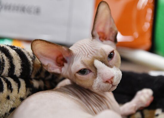 KoShariki Cat Show and kitten sale in Moscow