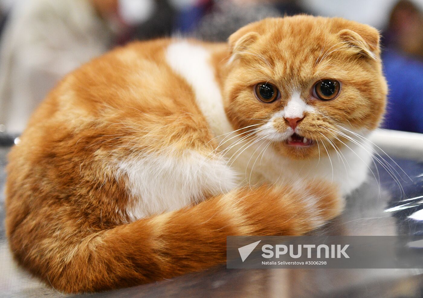 KoShariki Cat Show and kitten sale in Moscow