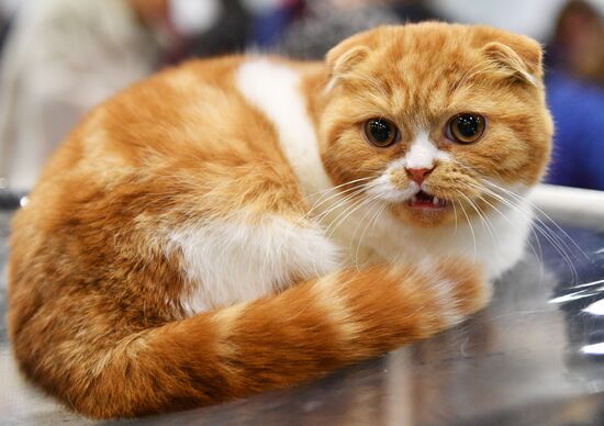 KoShariki Cat Show and kitten sale in Moscow