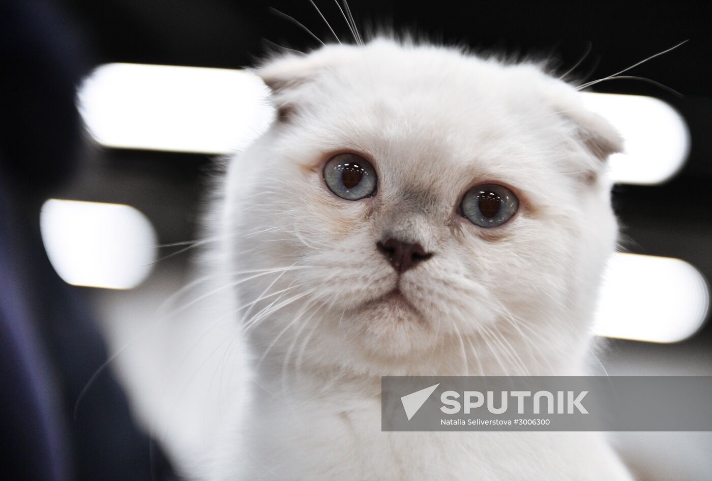 KoShariki Cat Show and kitten sale in Moscow