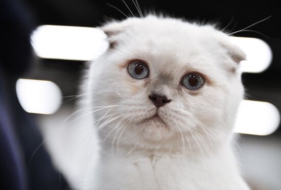 KoShariki Cat Show and kitten sale in Moscow