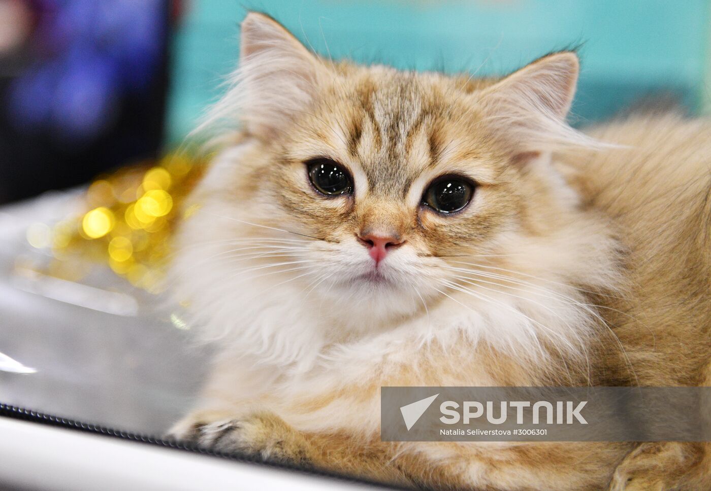 KoShariki Cat Show and kitten sale in Moscow