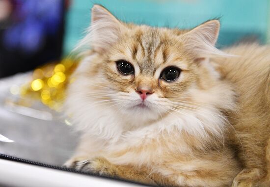 KoShariki Cat Show and kitten sale in Moscow