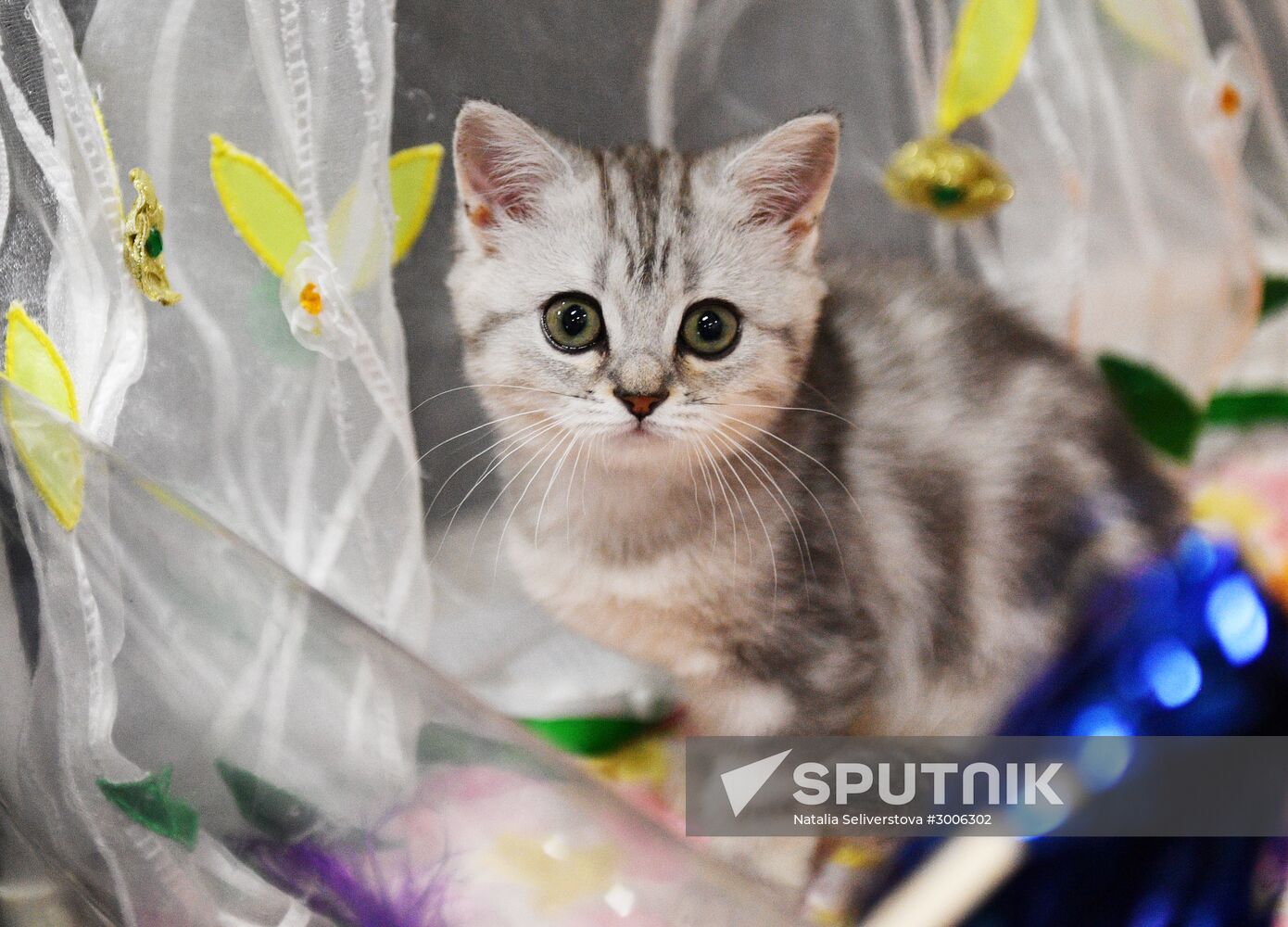 KoShariki Cat Show and kitten sale in Moscow