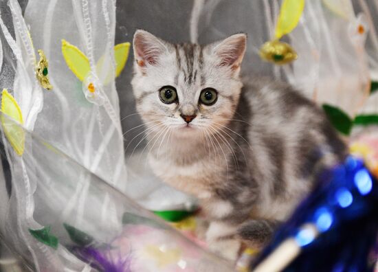 KoShariki Cat Show and kitten sale in Moscow