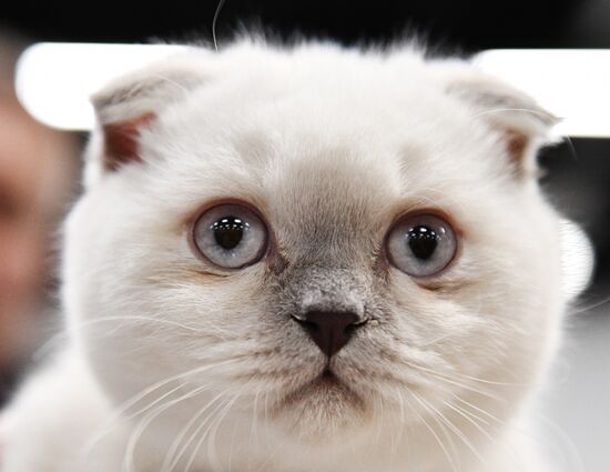 KoShariki Cat Show and kitten sale in Moscow