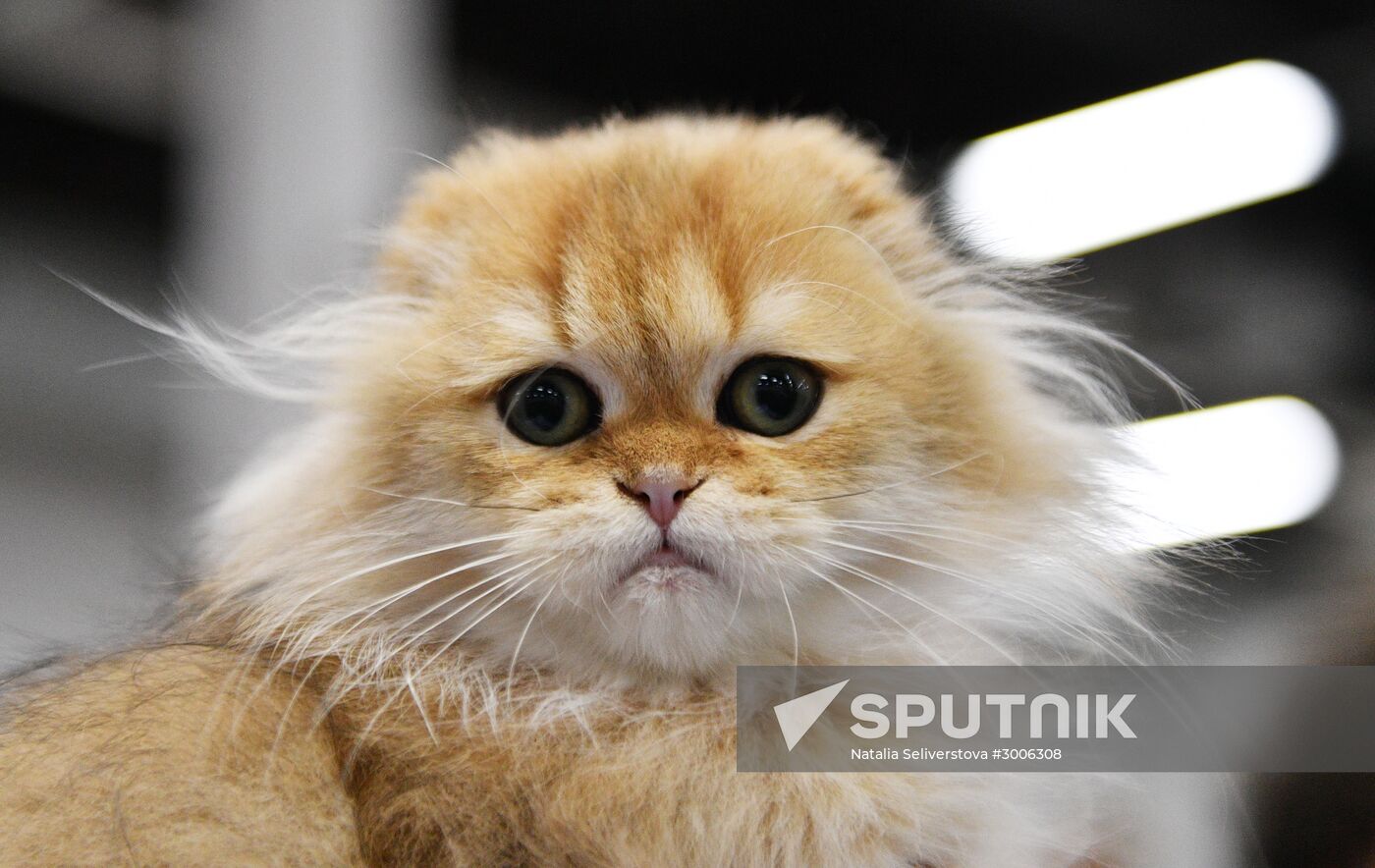 KoShariki Cat Show and kitten sale in Moscow