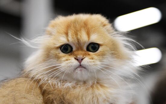 KoShariki Cat Show and kitten sale in Moscow