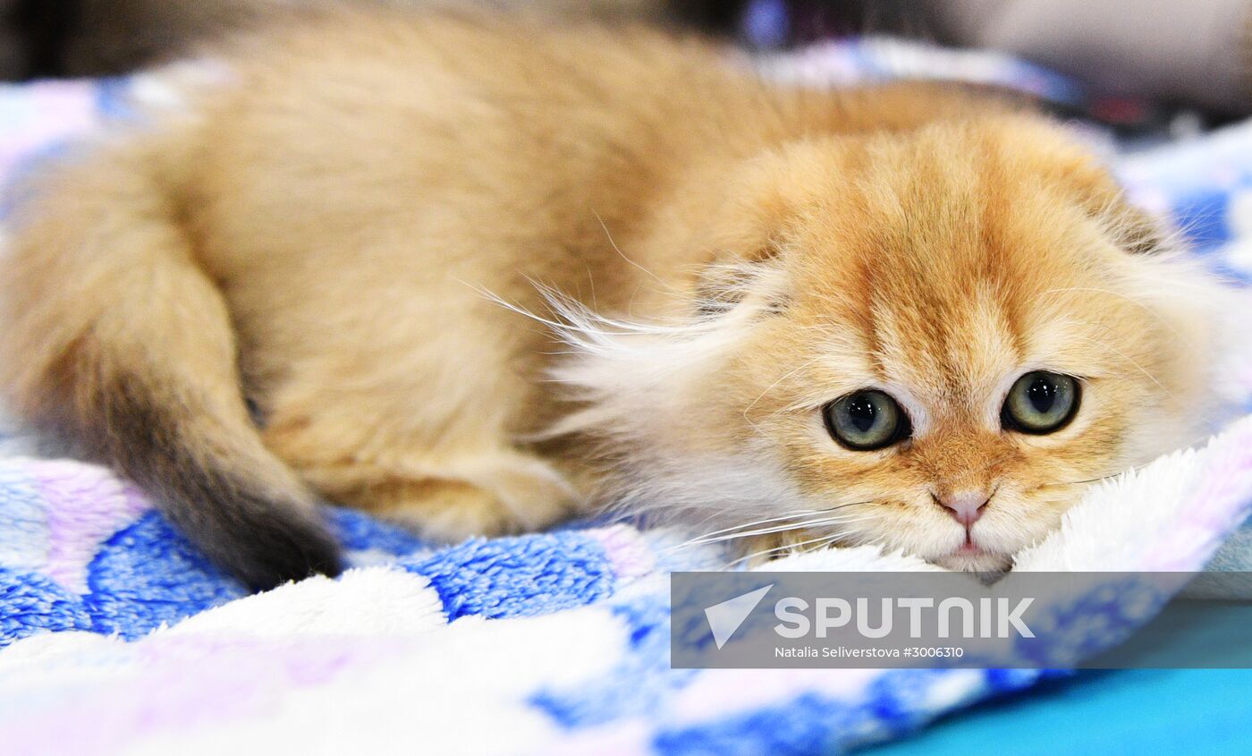 KoShariki Cat Show and kitten sale in Moscow