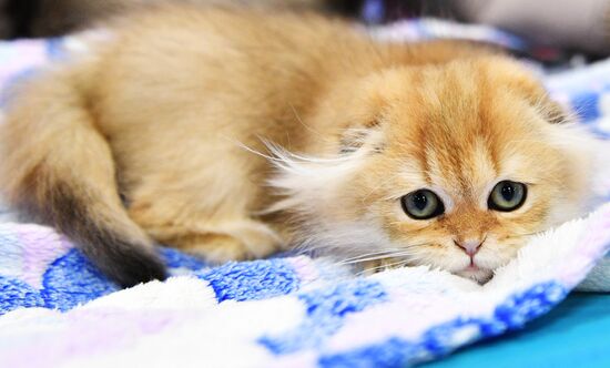 KoShariki Cat Show and kitten sale in Moscow