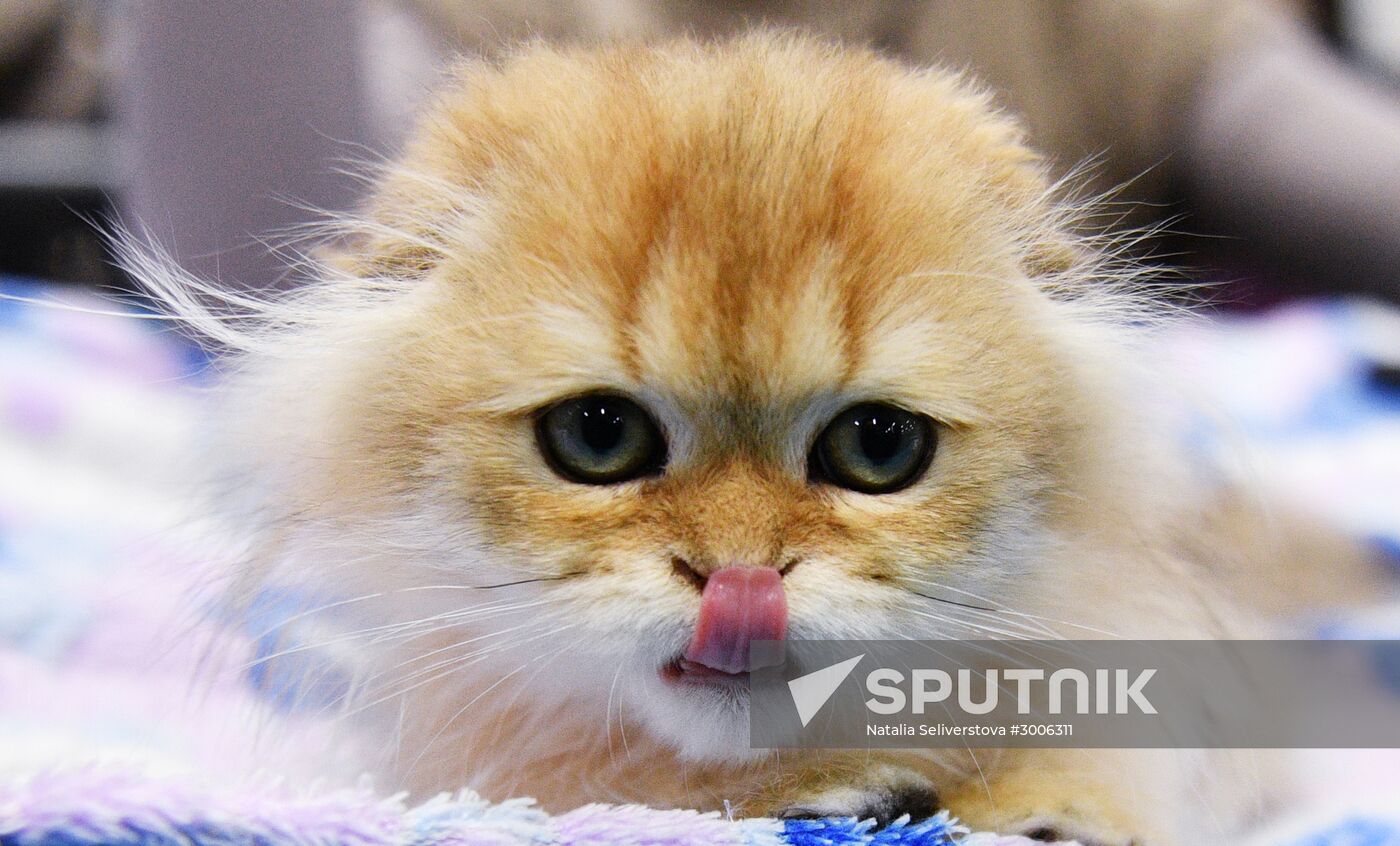 KoShariki Cat Show and kitten sale in Moscow