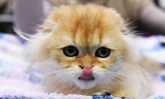 KoShariki Cat Show and kitten sale in Moscow