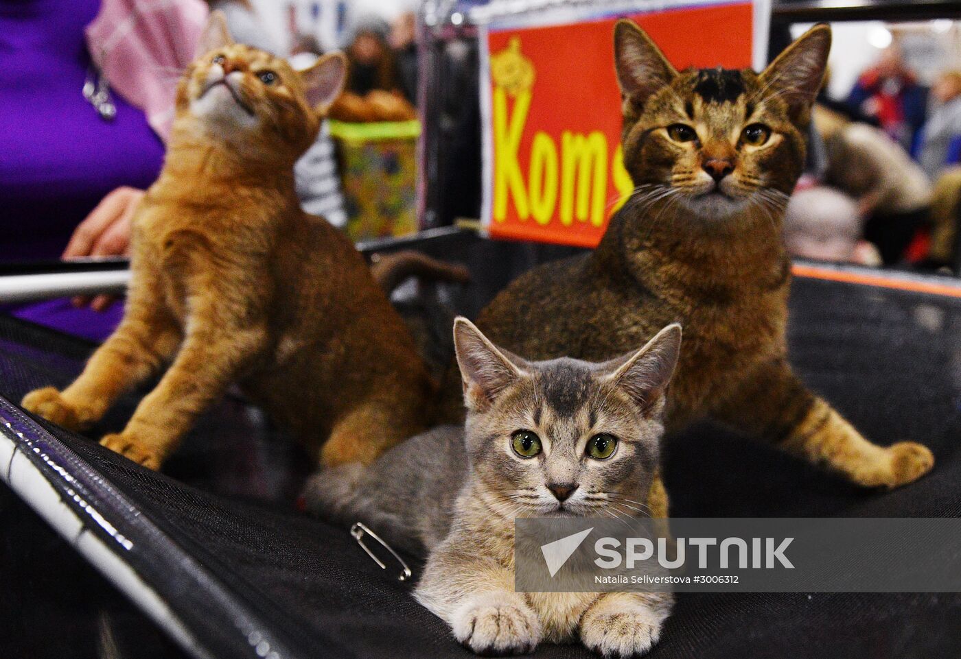 KoShariki Cat Show and kitten sale in Moscow